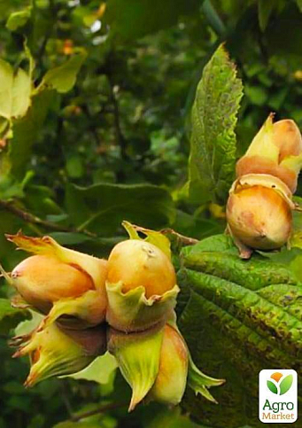Фундук "Каталонский" (перекрёстное опыление, садить по 2 шт) - фото 5