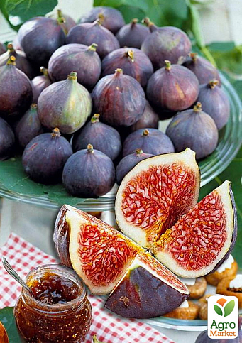 Инжир фиолетовый "Черный Принц" саженец 2 года (ремонтантный, крупноплодный сорт, средний срок созревания) - фото 5