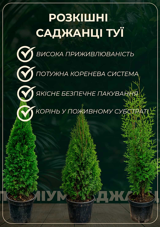 Туя західна "Mirjam", (ком/сітка) діаметр 35-40 см
