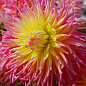 Георгина "Fringed Star"