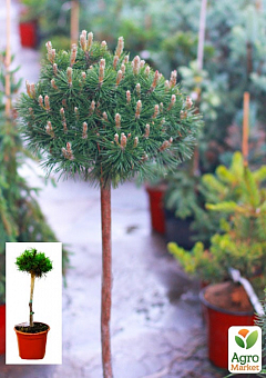 Сосна на штамбе "Парадекиссен"(Pinus uncinata "Paradekissen") С2, высота от 30-50см1