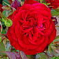 Троянда флорибунда "Мона Ліза" (саджанець класу АА+) вищий сорт