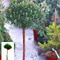 Сосна на штамбе "Парадекиссен"(Pinus uncinata "Paradekissen") С2, высота от 30-50см