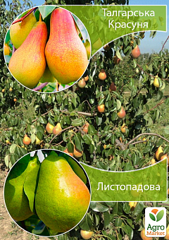 Дерево-сад Груша "Талгарська Красуня+Листопадова"2