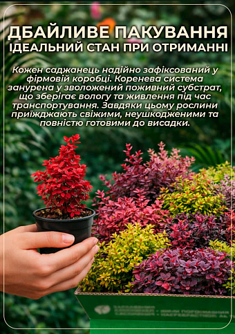 Барбарис Тунберга Green Carpet (контейнер P9) - фото 4