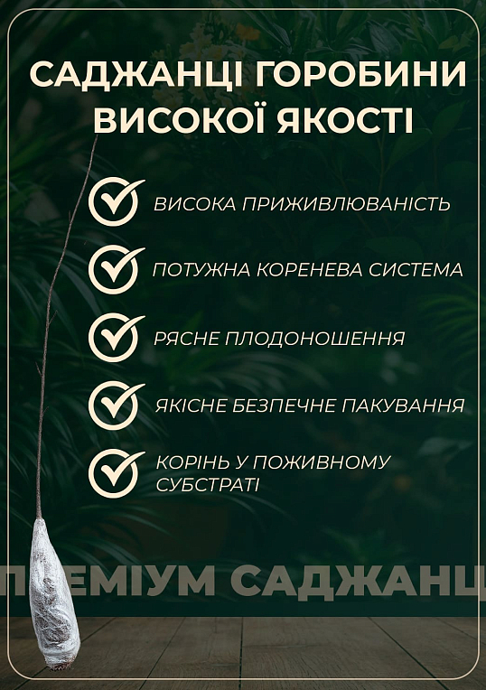 Горобина шведська червона (Sorbus intermedia)