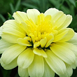 Аргирантемум "Double Primrose" (контейнер № 10, высота 15 см)