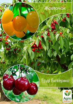 Дерево-сад Черешня "Жовточок" + Вишня "Ерді Ботермо"11