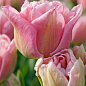 Тюльпан "Mariage" 