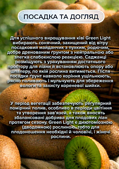 Ексклюзив! Ківі "Грін Лайт" (Green Light) (преміальний сорт зі смарагдовою м'якоттю)3