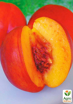 Нектарин "Ред Даймонд" (лисий персик, літній сорт, середній термін дозрівання)12