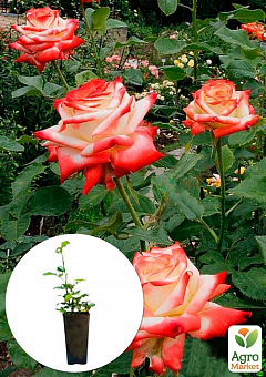 Троянда в контейнері чайно-гібридна "Imperatrice Farah" (саджанець класу АА+)1