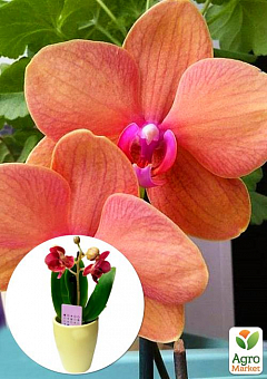 Орхидея Super Mini (Phalaenopsis) "Apricot"2