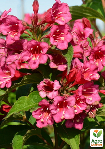 Вейгела квітуча 2-річна "Bristol Ruby" С1, висота 20-40см - фото 4