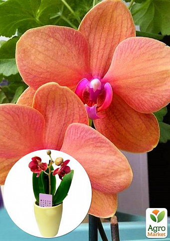 Орхідея Super Mini (Phalaenopsis) "Apricot"