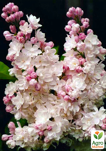 Ексклюзив! Бузок рожево-білий "Карамель" (преміальний, дуже ароматний сорт)