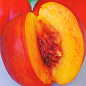 Нектарин "Ред Даймонд" (лысый персик, летний сорт, средний срок созревания)