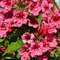 Вейгела квітуча 2-річна "Bristol Ruby" С1, висота 20-40см