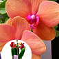 Орхидея Super Mini (Phalaenopsis) "Apricot"