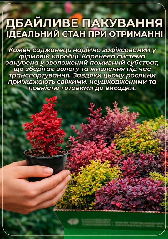 Барбарис Тунберга Red Chief (контейнер P9, высота 10-15 см) - фото 4