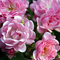 Роза почвопокровная "Зе Фейри" (саженец класса АА+) высший сорт