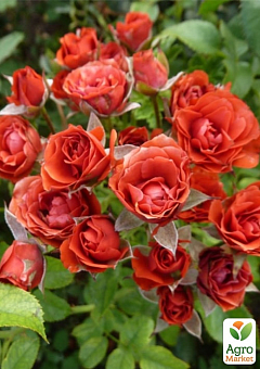 Роза мелкоцветковая (спрей) "Миджет" (саженец класса АА+) высший сорт1
