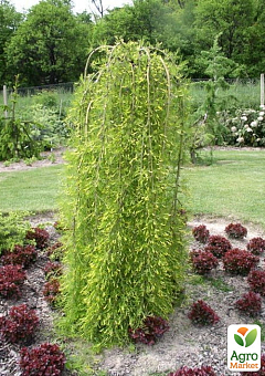 Карагана древовидная на штамбе "Walker Pendula" С7,5, высота 100-120см 3