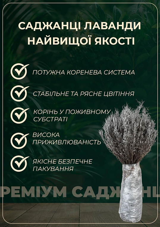 Лаванда англійська вузьколиста "Фолгейт" (Folgate) - фото 3