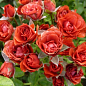 Роза мелкоцветковая (спрей) "Миджет" (саженец класса АА+) высший сорт