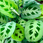 Маранта "Kerchoveana"