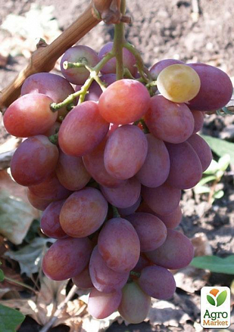 Виноград "Рубіновий Ювілей" (середньо-ранній термін дозрівання, великі грона масою до 800г) - фото 3
