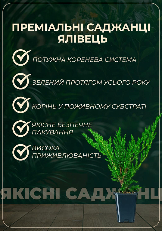 Можжевельник средний "Aurea" (контейнер Р9, высота 15-20 см)