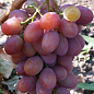 Виноград "Рубіновий Ювілей" (середньо-ранній термін дозрівання, великі грона масою до 800г) цена