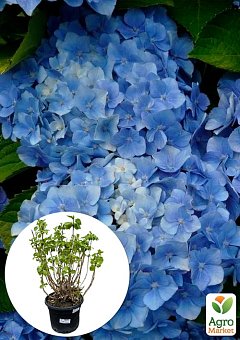 LMTD Гортензия macrophylla "Bodensee" 5-и летняя (высота 55-75см)26