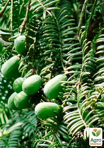 Торрея Грандіс Torreya Grandis (дуже рідкісна колекційна рослина) - фото 2