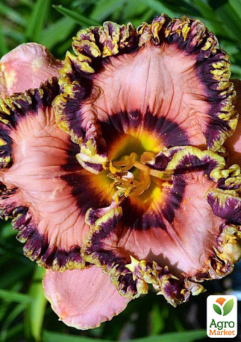 Лілійник "Vegas Jackpot"