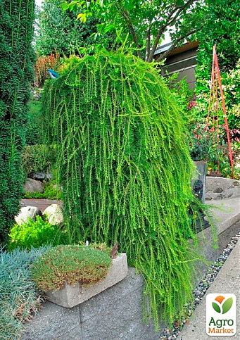 Лиственница Европейская на штамбе "Larix Pendula" С2, высота 60-70см - фото 3