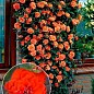 Троянда плетиста "Оранж Мейландіна" (Orange Meillandina) (саджанець класу АА +) вищий сорт