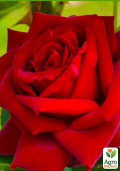 Роза чайно-гибридная "Ред Берлин" 1