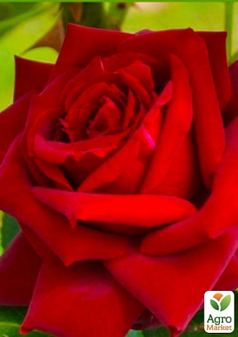 Троянда чайно-гібридна "Ред Берлін"