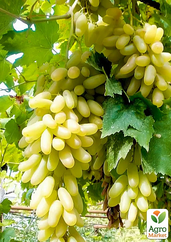 Виноград "Азія" (саджанець дуже великого солодкого винограду) - фото 2