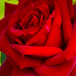 Роза чайно-гибридная "Ред Берлин" 