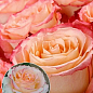 Роза чайно-гибридная "Duett®" (саженец класса АА+) высший сорт