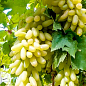Виноград "Азия" (саженец очень крупного сладкого винограда) купить