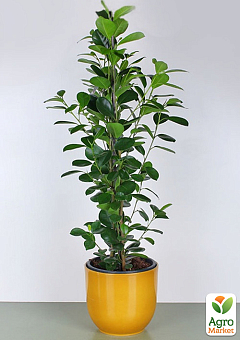 LMTD Фікус Мікрокарпа "Moclame" (висота 40-60см)22