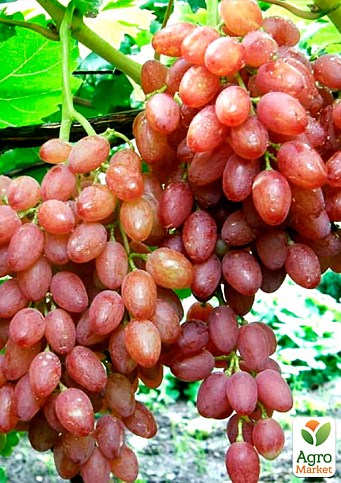 Виноград "Анюта" (середньо-пізній термін дозрівання, ягоди не пошкоджуються осами) - фото 2