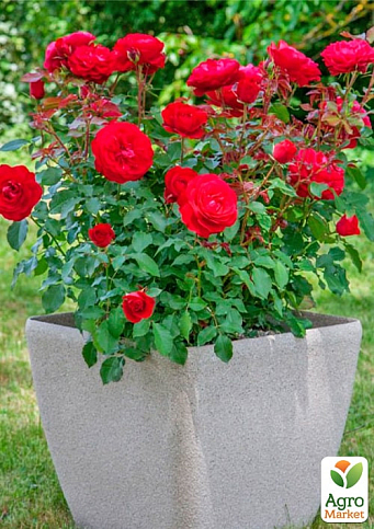 Троянда флорибунда "Мона Ліза" (саджанець класу АА+) вищий сорт - фото 3