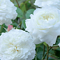 Роза английская "Glamis Castle" (саженец класса АА+) высший сорт цена