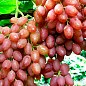 Виноград "Анюта" (середньо-пізній термін дозрівання, ягоди не пошкоджуються осами) купить