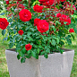Троянда флорибунда "Мона Ліза" (саджанець класу АА+) вищий сорт цена